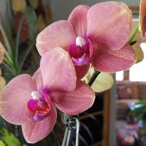 Meet your Posher, Teresa